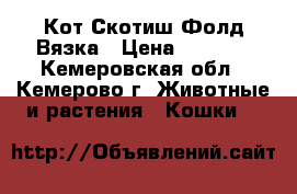 Кот Скотиш Фолд Вязка › Цена ­ 3 000 - Кемеровская обл., Кемерово г. Животные и растения » Кошки   